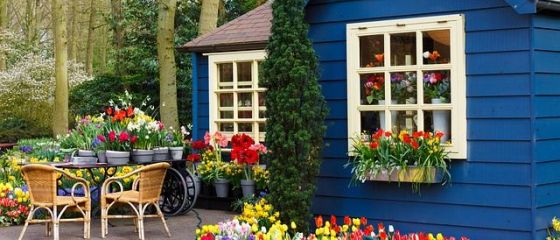 Pandemia a ofilit lalelele olandeze. Exporturile de flori, una dintre cele mai mari surse de bani la bugetul țării, s-au prăbușit