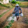 Tinerii fug de agricultură. Aproape jumătate dintre românii care trăiesc din cultivarea pământului sunt trecuţi de 50 de ani, iar 17 au atins suta