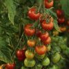 Programul Tomata nu mai rodește. Fermierii primesc subvenții cu o treime mai mici, care abia acoperă cheltuielile: Nu mai cultivăm roșii pentru că muncim degeaba