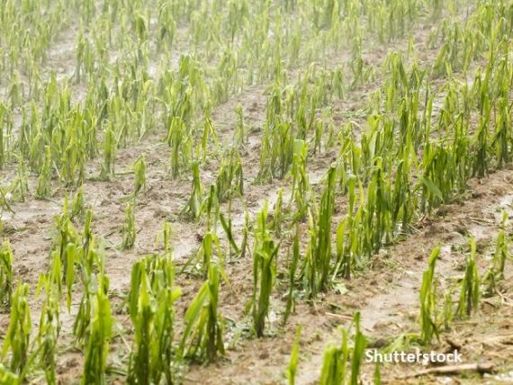 UNSAR: Grindina, furtuna şi ploile torenţiale au generat peste 96% dintre despăgubirile plătite fermierilor