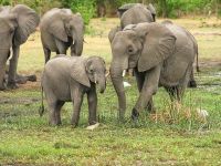 Botswana alege între turism și agricultură. Supa-populația de elefanți, principala atracție a străinilor, alungată din țară, pentru că animalele distrug culturile