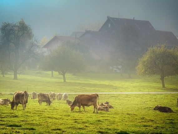 Un inginer agronom face, la Brăila, prima fermă de carne 100% ecologică din România, cu finanțare europeană de 2,2 mil. euro