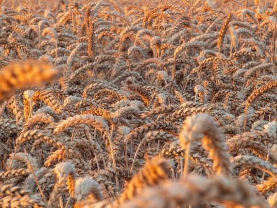 Rusia va deveni cel mai mare exportator mondial de grâu, după ce seceta severă a afectat producția în UE, inclusiv România