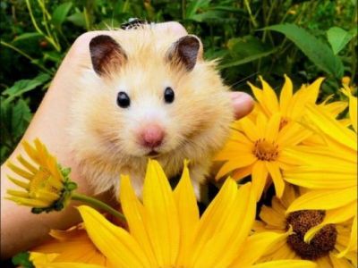 Hamsteri Si Flori Ce Poate Fi Mai Dragut De Atat Foto Sef Sub